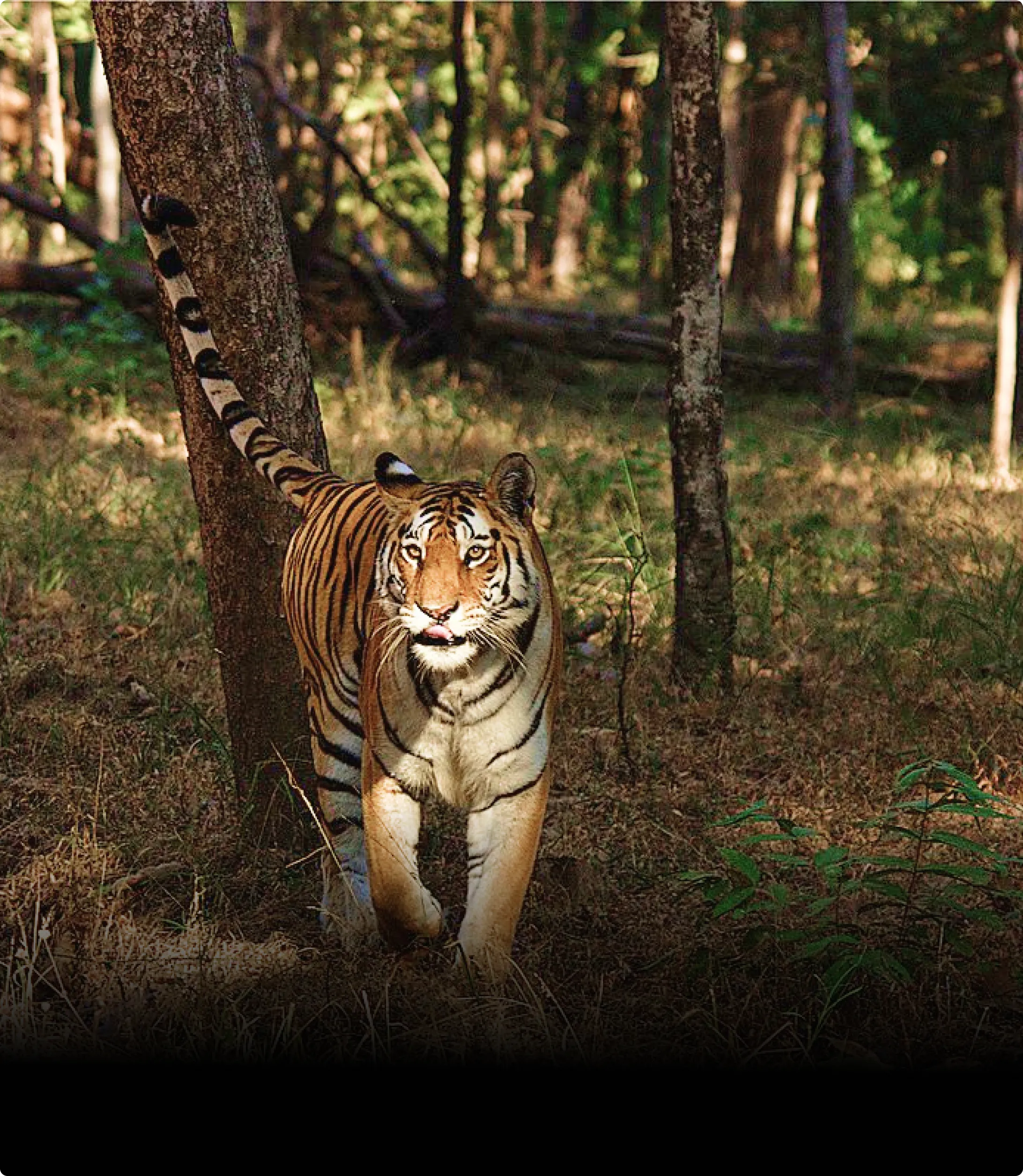 Pench National Park Tour Package From Nagpur