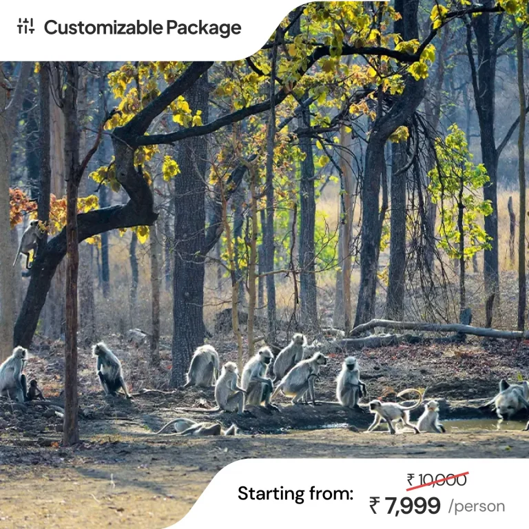 Pench National Park Tour Package From Nagpur